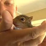 An Adopted Squirrel That Purrs Like A Cat
