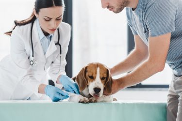 Can I give my dog Advil?