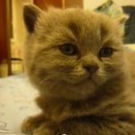 An Adorable Kitten Suddenly Falls Asleep