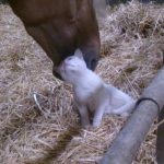 Loving Horse Pets A Cat