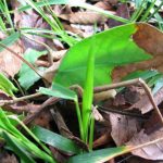 The Art Of Animal Camouflage