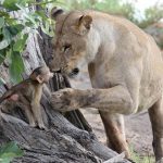 A Baby Baboon’s Frightening Encounter With Lions