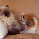 Dogs Annoying Cats With Their Friendship!