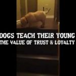 The Difference Between Cats & Dogs