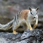 Animal Jigsaw Puzzles: Numbat