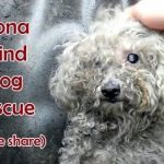 Adorable Blind Dog Rescued By Hope For Paws