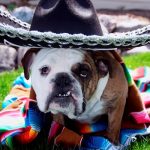 20 Pets Celebrating Cinco De Mayo Whether They Like It Or Not!