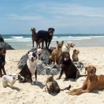 Pharrell Williams Happy Dogs & A Cat!