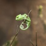 Animal Jigsaw Puzzles: Cute Baby Chameleon
