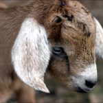 Animal Jigsaw Puzzles: Baby Goat