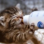 Kittens Being Bottle Fed, Possibly The Cutest Thing Ever!
