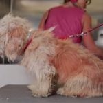 Homeless Dog Gets A Makeover That Saves His Life
