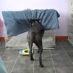 Smart Dog Gets His Own Blanket