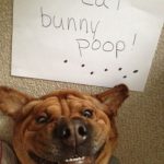 20 Funniest Dog Shaming Of All Time