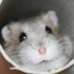 Animal Jigsaw Puzzles: Hamster Playing Hide & Seek