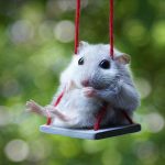 Animal Jigsaw Puzzles: Hamster On A Swing