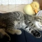 Kitten & Duckling Napping Is The Cutest Thing Ever