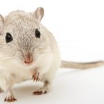 Animal Jigsaw Puzzle: Little Mouse