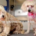 Partially Blind Stray Dog Receives Makeover To Save Her Life