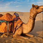 Animal Jigsaw Puzzles: Camel