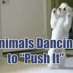 Hilarious Animals Dancing To Salt-n-Pepa’s “Push It”