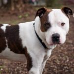 How Well Do You Know The Different Dog Breeds?