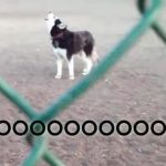 This Husky Does Not Want To Leave The Park!