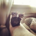 Animal Jigsaw Puzzles: 2 Cute Kittens