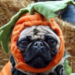 What Costume Should Your Dog Wear This Halloween?
