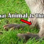 How Many Of These Animals Can You Recognize?