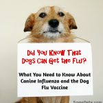 Can Dogs Get The Flu?