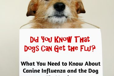 can dogs get the flu?