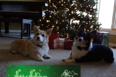 corgis under the christmas tree