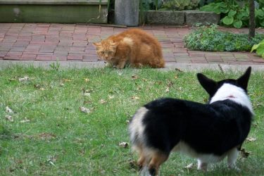 Corgi meets cat