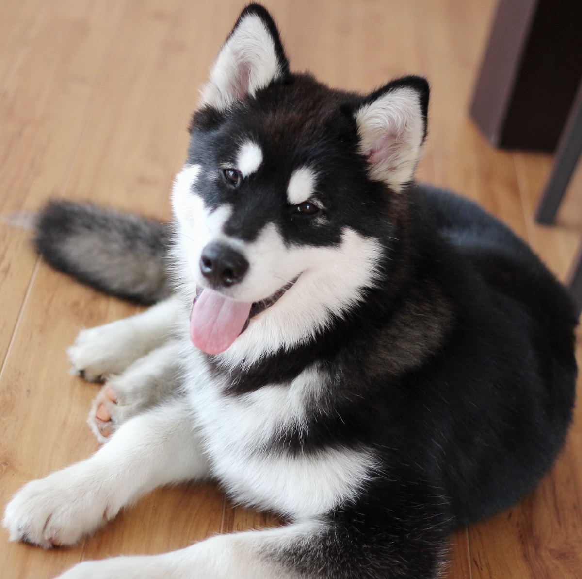 Lege med repulsion Gå forud About the Pomsky, Pomeranian Husky Mix - Some Pets