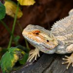 Thinking About Getting a Reptile? Learn #ReptileCare at petMD