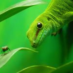 #ReptileCare List For Your New Lizard