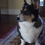 Canine Lymphoma Documentary, My Friend: Changing The Journey
