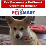 Eve Becomes a #PetSmartGrooming Regular Customer