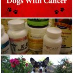 Supplements for Dogs with Lymphoma