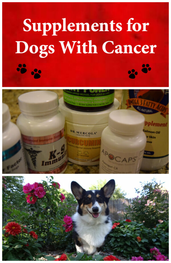 Supplements for Dogs with Lymphoma - Some Pets