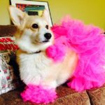 Eve’s Pet Fashion Show