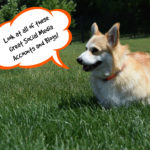 Favorite Pet Blogs and Social Media Links
