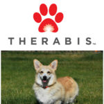The Corgis Are Up And Moving With Therabis