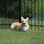 Teach the Dogs to Come to a Window or Door Knock