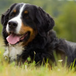 Is Your Large Breed Dog at Risk?