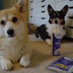How To Safely Keep Your Dog Smelling Fresh