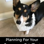 Planning for your Emergency Pet Fund