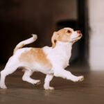 Thinking of Returning Back Your Puppy? Read This Before You Make the Decision