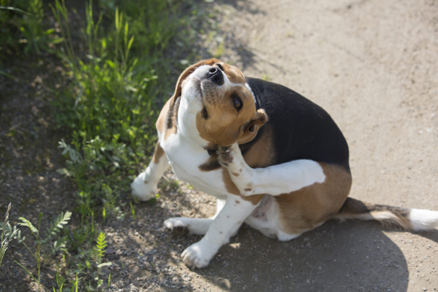 dog scratching ear from yeast infection